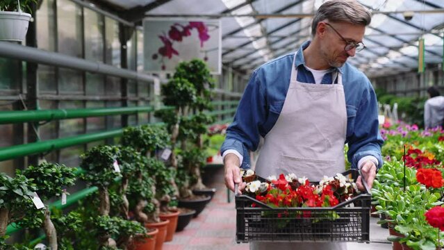 Cheerful grey haired florist man walking with box of flowers in the greenhouse
