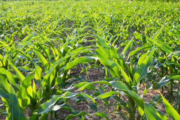 Green corn maize plants on plantation. 