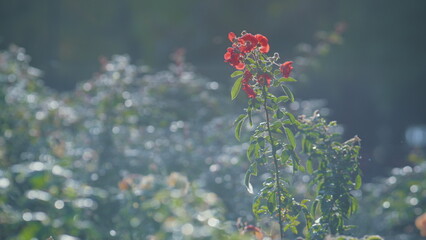 Red wildflower blooming sunny day closeup. Flower growing in floral garden.