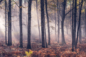 Misty morning rays of light in the forest