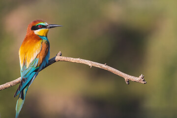 bright bird of paradise on a branch at sunrise