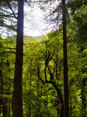 Obraz premium amazing view of sun shining through trees