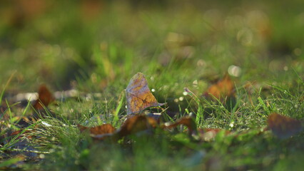 Closeup fallen foliage lying lawn on sunlight. Autumn scenery colorful leaves