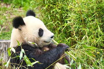 Fototapeta premium big panda sitting eating bamboo. Endangered species. Black and white mammal