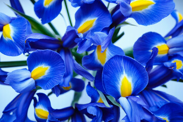 Fototapeta na wymiar Bouquet of stylish blue-yellow irises close-up. Close-up of flower petals. Floral card or wallpaper. Delicate abstract floral pastel background 