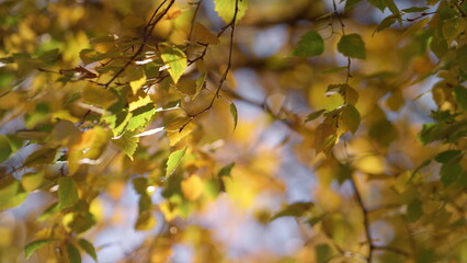 Birch twigs swaying wind autumn day. Branches with colorful foliage hanging tree