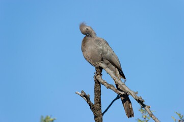 Grey Go-away-bird ( Corythaixoides concolor) Pilanesberg Nature Reserve, South Africa