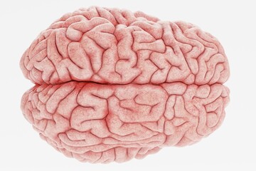 Realistic 3D Render of Human Brain