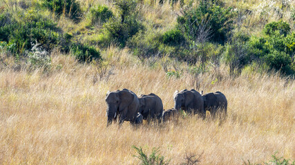 Fototapeta premium African Elephant ( Loxodonta africana) Pilanesberg Nature Reserve, South Africa
