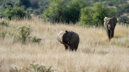 Naklejka na ściany i meble African Elephant ( Loxodonta africana) Pilanesberg Nature Reserve, South Africa