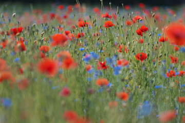 red poppies and blue cornflowers