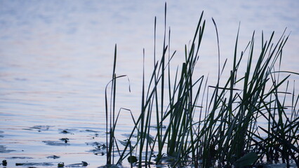 Green reed standing water close up. Quiet autumn landscape park lake surface.