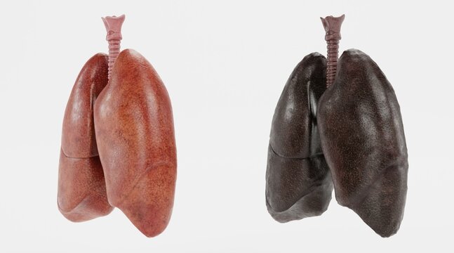 Realistic 3D Render of Respiratory System