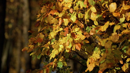 Autumn landscape forest foliage. Colorful foliage illuminated bright sunlight. 
