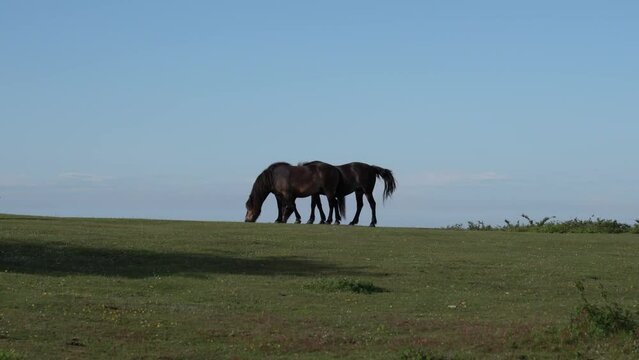 Wild ponies grazing on horizon silhouetted against blue sky The Quantock Hills Somerset English countryside UK