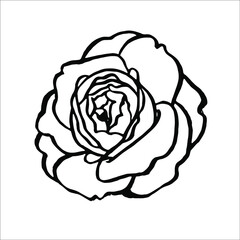 Rose Black and white doodle vector hand drawn. Vector EPS10. Use for print on wallpapers, fabrics, invitations, packaging, postcards, stationery, etc