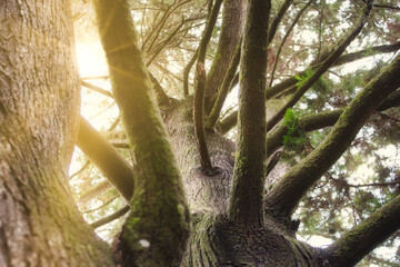 Sun rays shining through the thick branches and leaves of a tree in a forest with dense vegetation and lush foliage