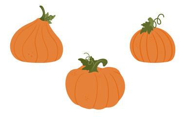 Ripe 3 orange pumpkins set. Seasonal mood. Vector illustration.