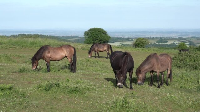 Quantock Hills Somerset group of wild ponies grazing in English countryside rural scene England uk