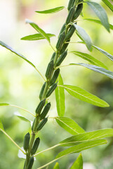 Fresh sesame fruits on nature background.