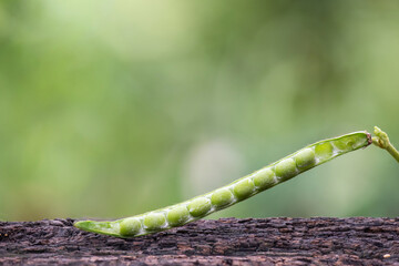Green bean pod on nature background.