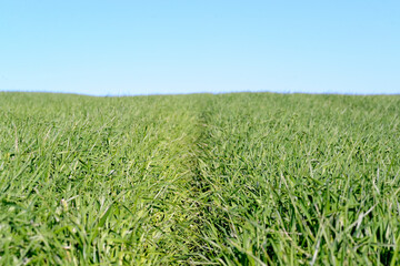 A field of cereal crops that are still green and growing. Photography with copy space. selective focus