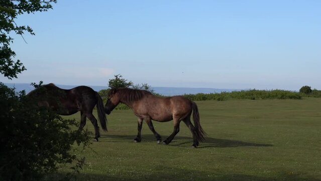 Two ponies walking pan one in front of the other The Quantock Hills Somerset rural scene England UK