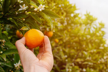 Close-up of a hand plucking a ripe orange from the tree at sunset