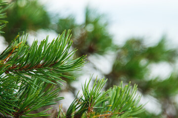 Closeup shot of pine branch with green conifer needles.