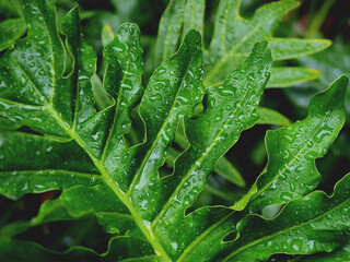 Nature rain drops on green leaves, Rainy season.