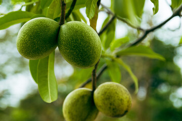 Closeup of fresh walnuts on the tree