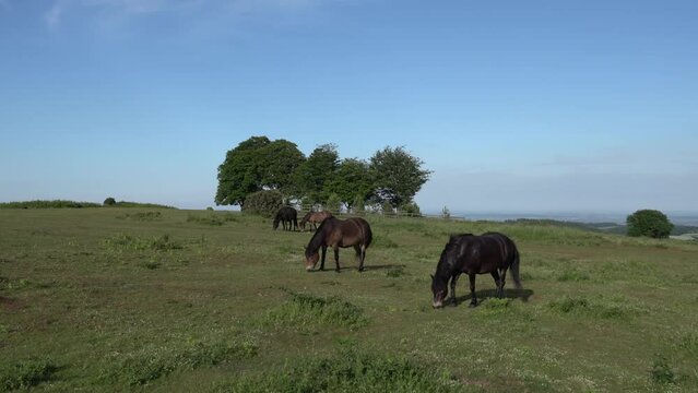 Wild ponies Cothelstone Hill and Seven Sisters Trees Quantock Hills Somerset England UK