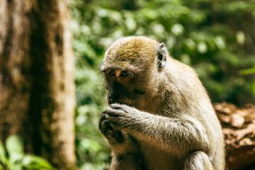 Wild macaque eating fruit in tropical forest in Thailand.