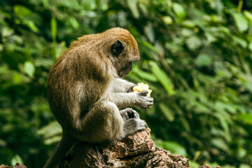 Wild macaque eating fruit in tropical forest in Thailand.