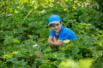 Sweet adorable little child, boy gathering strawberries, summertime. Kid eating healthy organic homemade strawberries