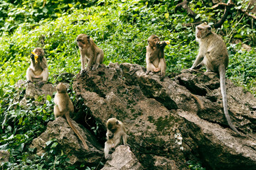 Family of monkeys sitting on rock and eating fruits in forest.