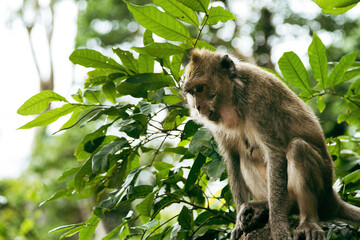 Adult macaque monkey sitting on rock in tropical forest.