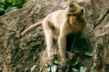 Adult macaque monkey standing on rock in tropical forest.