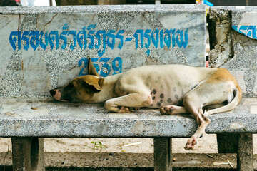 Siclky looking homeless dog lying on stone bench in Thailand.
