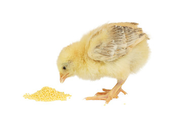 Chicken pecks grain on a white background, food for poultry.