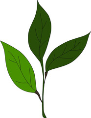Obraz premium Green Leaf on a white background