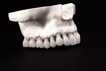 Lower human jaw with teeth anatomy model isolated on black background. Healthy teeth, dental care and orthodontic medical concept.