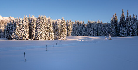 Winter at Pokljuka plateau