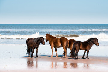 Herd of Wild Spanish Mustang Horses walking on the beach in the Outer Banks, NC