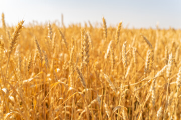 Close up of a golden field of wheat under the summer sun. A field of ripe wheat.