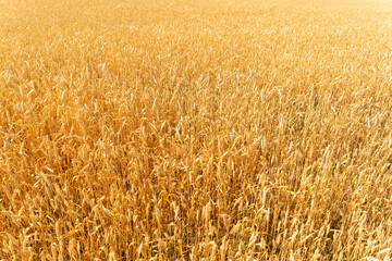 Aview to a golden field of wheat under the summer sun. A field of ripe wheat.