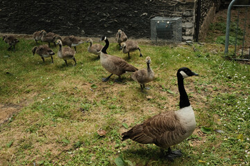 family of geese