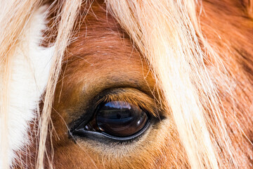 close-up of the eyeball of a Welsh Mountain Pony