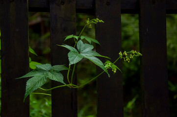 forest, everywhere, wildflowers, morning glory, leaves, climbing vines
