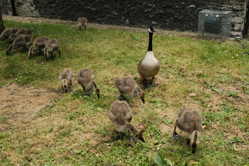 family of geese